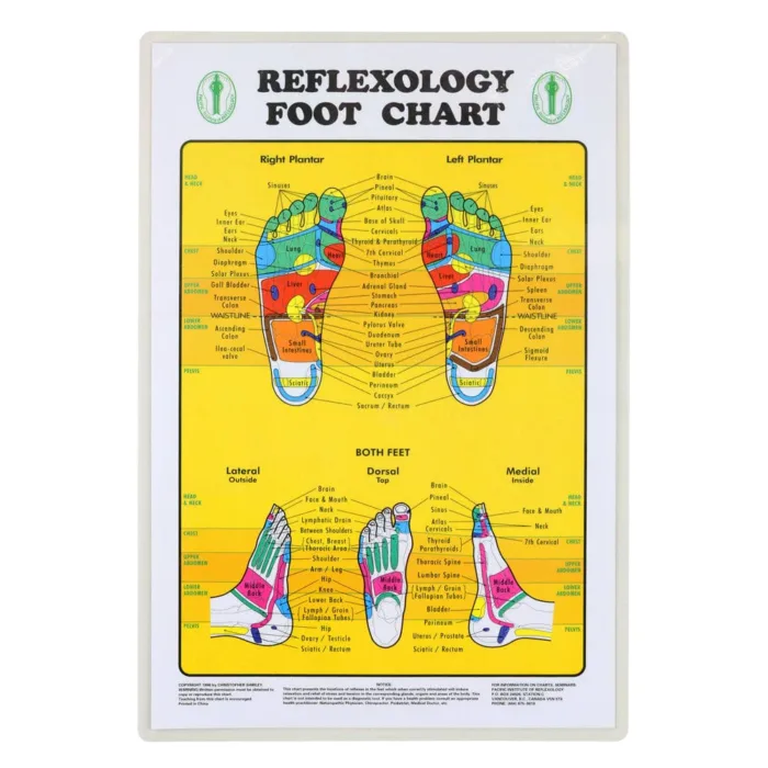 L4020  Foot  Reflexology  Chart